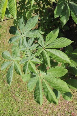 Aesculus turbinata - jírovec japonský - listy